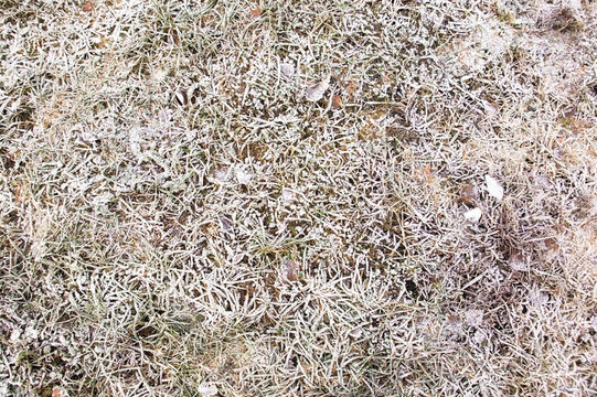 Frost Texture在草地上