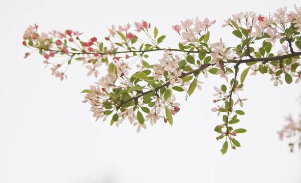 白色背景開花枝