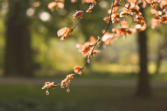 在春天，紅beechleaf