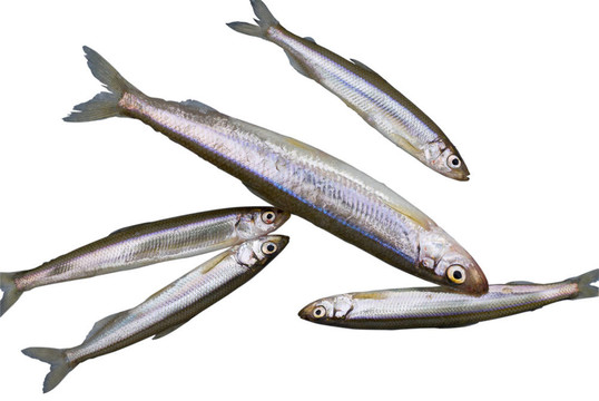 魚聞起來1