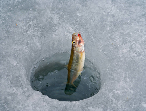 鉤3上的魚