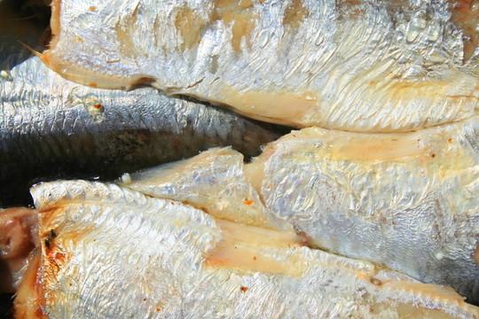 在一個可以沙丁油魚