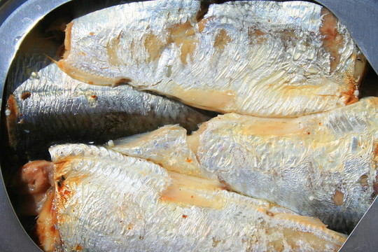在一個可以沙丁油魚