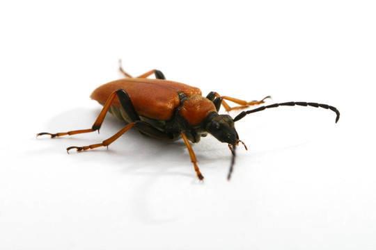 孤立的bug