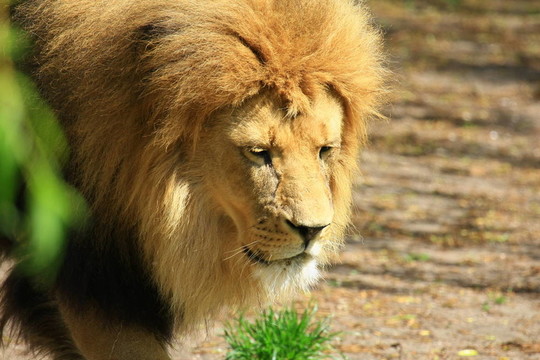 獅子