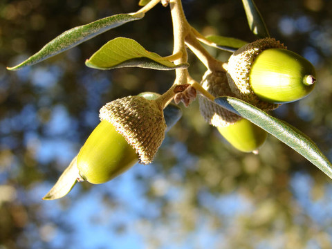 藍(lán)色背景上的Acorn