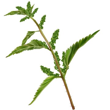 蕁麻