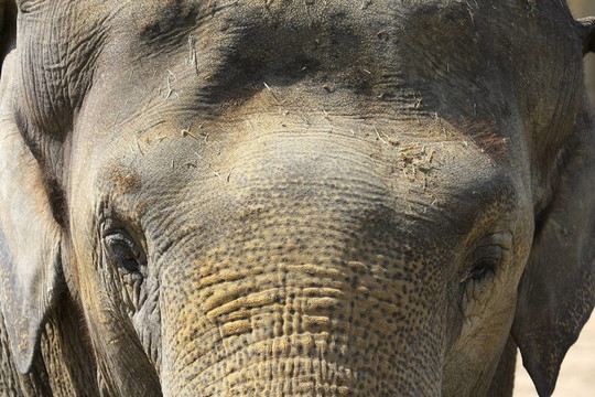 Elefant