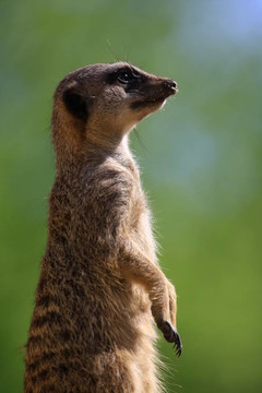 meercat