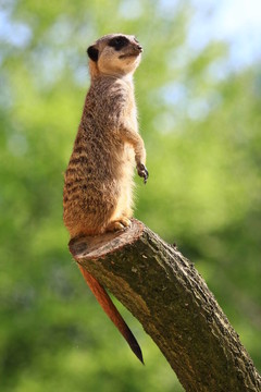meercat