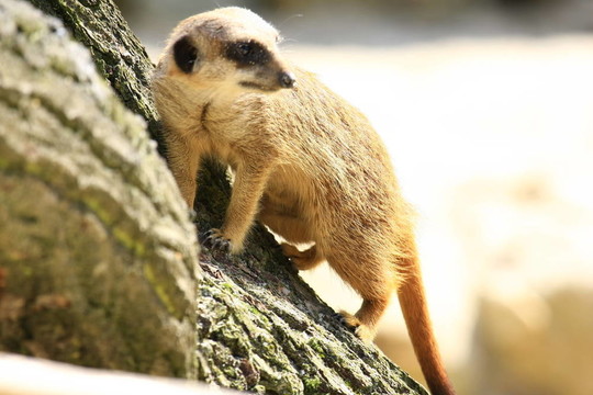 meercat