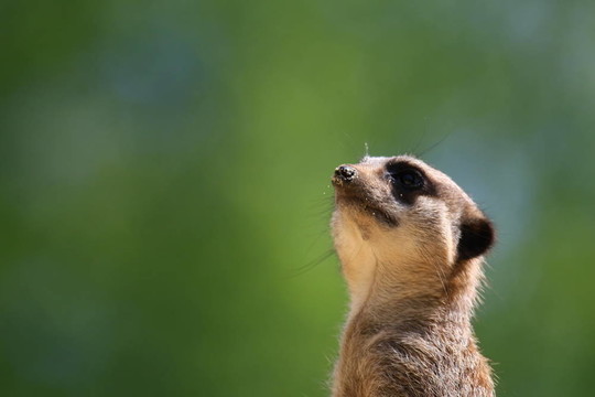 meercat
