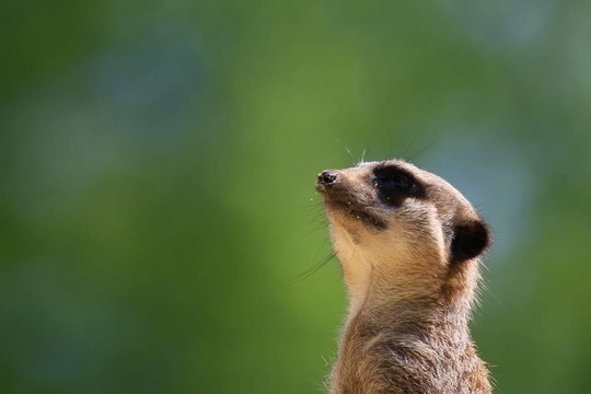 meercat