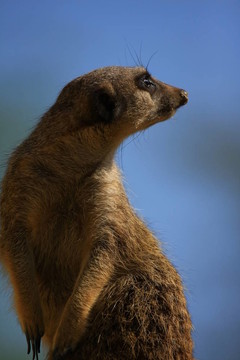 meercat