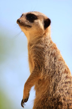 meercat