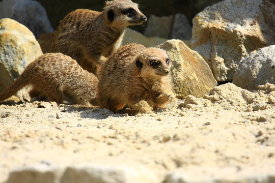 meercat