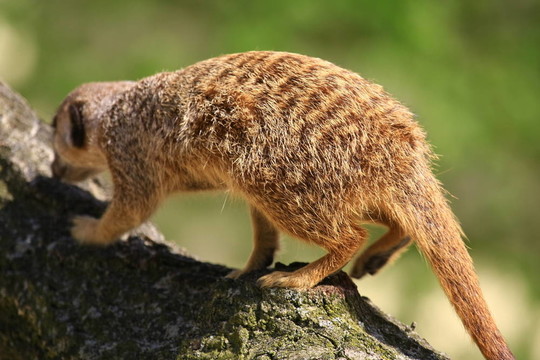 meercat