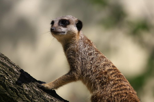 meercat