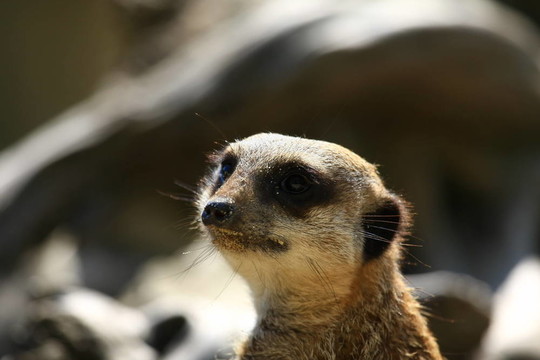 meercat