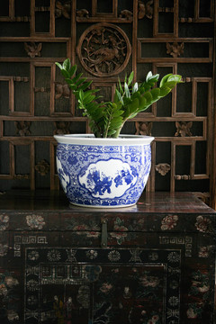 植物