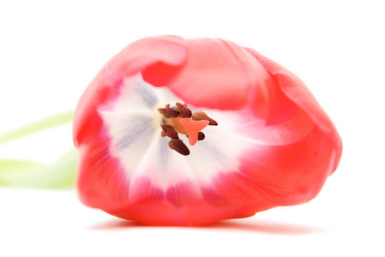紅色郁金香隔離在WHI