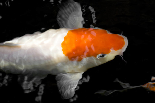 錦鯉