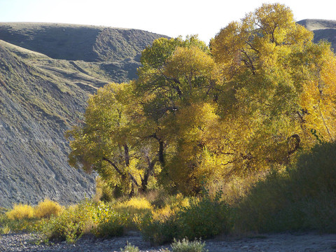 白楊坡路；古力銀行其他。