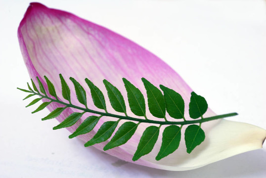 粉紅蓮花花瓣和Green CUrry Leaf