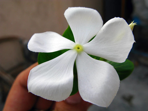 白色紫色的花