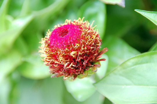 粉紅色的金盞花花蕾