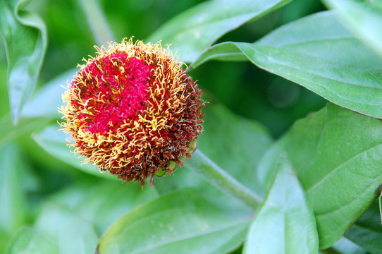 粉紅色的金盞花花蕾