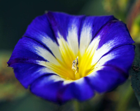 藍(lán)色的天空oxypetalatum花