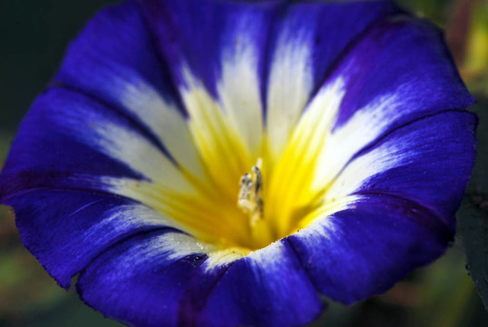 藍色的天空oxypetalatum花