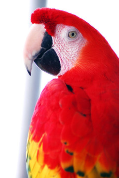 紅金剛鸚鵡鳥