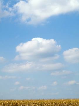 金色的玉米田和蔚藍(lán)的天空