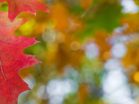 美麗的秋天的紅橡樹葉