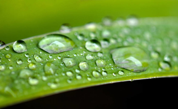 樹葉上的雨滴