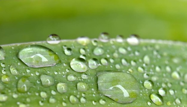 樹葉上的雨滴