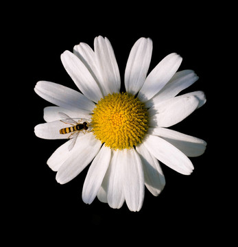 雛菊花