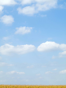 金色的玉米田和蔚藍(lán)的天空