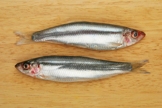 魚船上