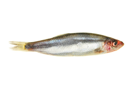 鯡魚