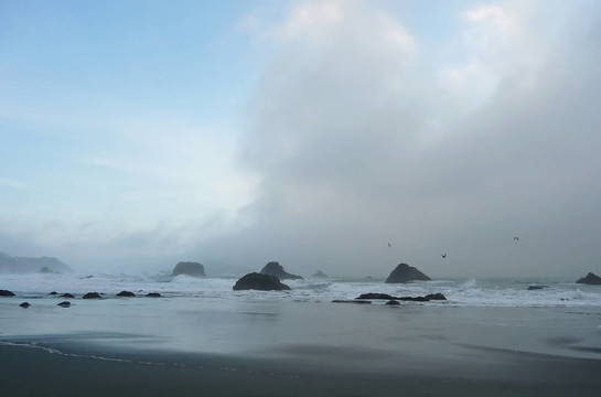 鳥兒翱翔在俄勒岡沿海霧664a