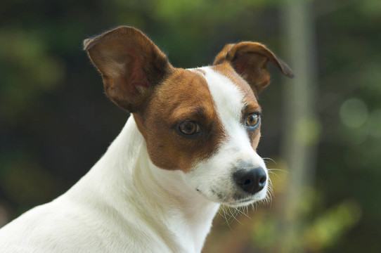 杰克羅素梗犬的肖像