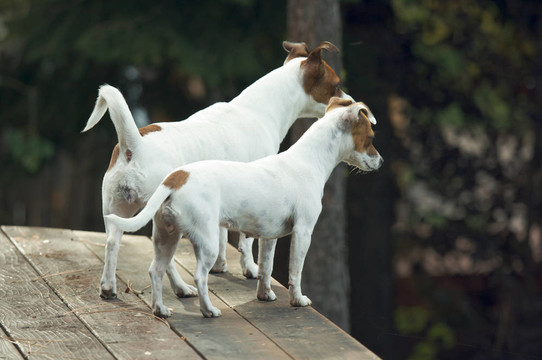 杰克羅素梗犬準備Hunt