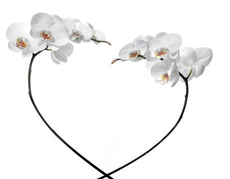 白色白色蘭花。