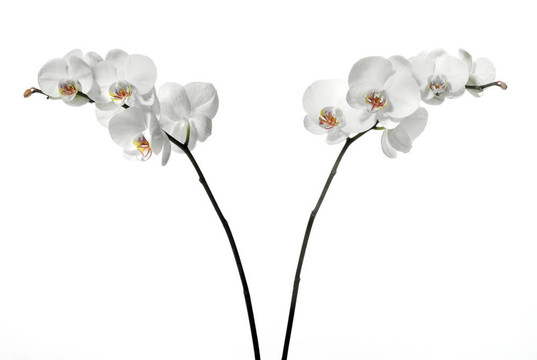 白色白色蘭花。