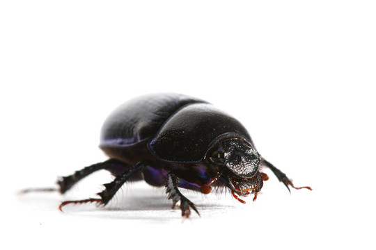 孤立的bug