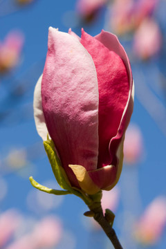 木蘭花