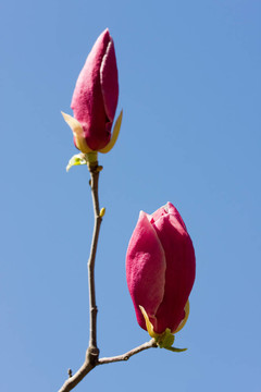 木蘭花